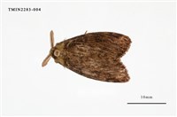 藏品(角斑毒蛾)的圖片